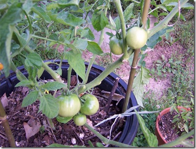 mystery tomatoes 002