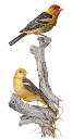 dsc.png