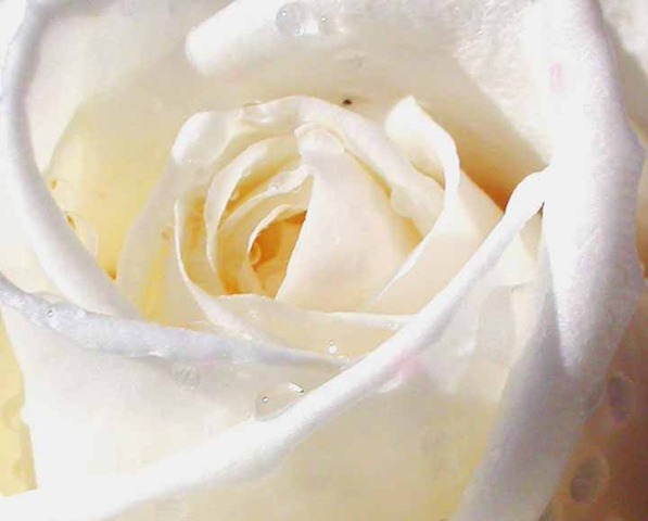 [white-rose-picture[3].jpg]