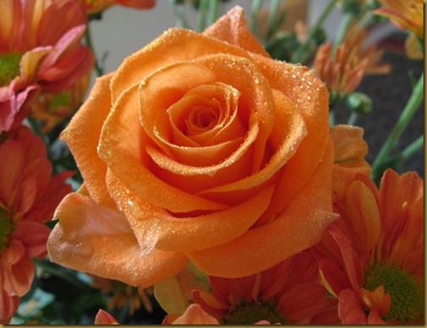 lrg-3009-orange-roses--rose-flower-pictures-242