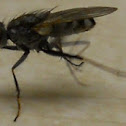 House Fly