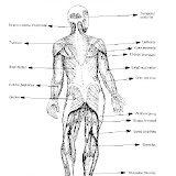 cuerpo humano musculos posteriores