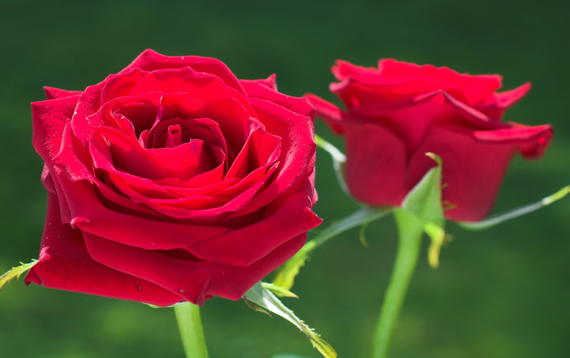 142162201_2e89f4bb14_b.jpg