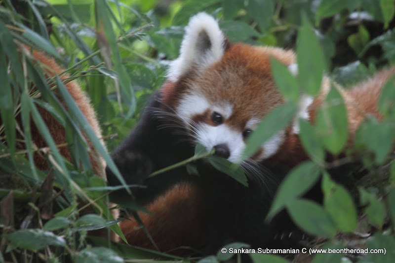 Red Panda – Sikkim's State Animal - Be On The Road | Live your Travel Dream!