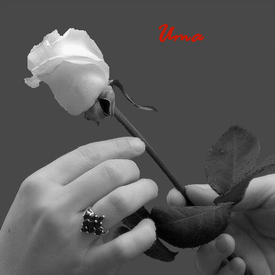 UMA+ROSA+PARA+VOCE.png