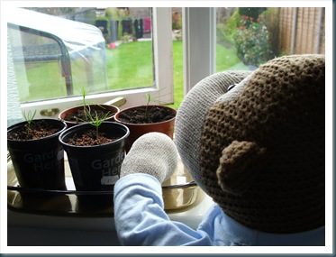 Seedlings on window sill