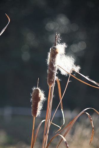 フツウの生活 ガマの穂綿に包まれて