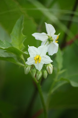 フツウの生活 白い花 ワルナスビとヒレハリソウ