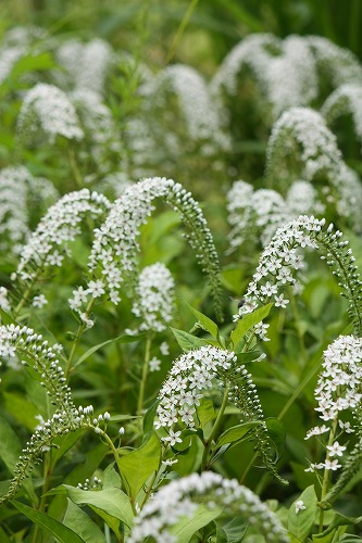 フツウの生活 オカトラノオ ヌマトラノオ イヌヌマトラノオ