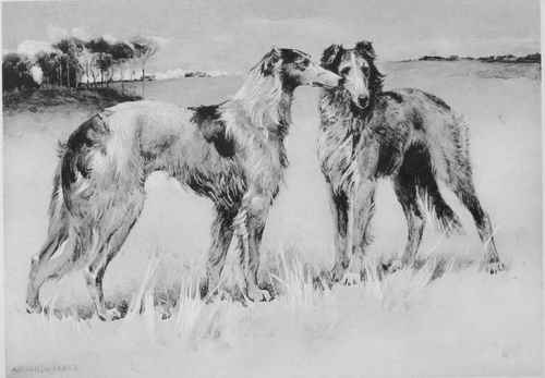 THE-BORZOI-OR-RUSSIAN-WOLFHOUND.jpg