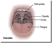 250px-Tonsils_diagram[1]