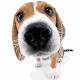 Cute Dog Sniffs Live Wallpaper APK