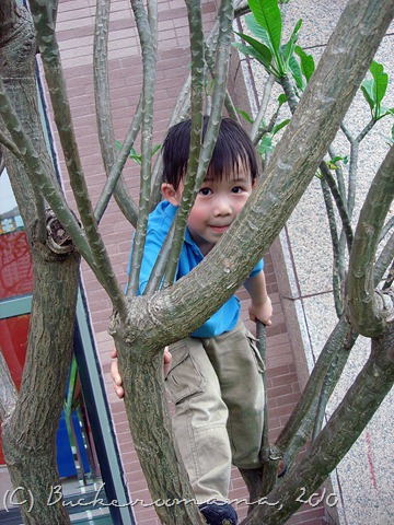 [josh climbing tree[2].jpg]