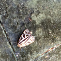Phyllira Tiger Moth