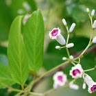 Chinese Fevervine Herb (雞屎藤)