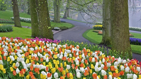 Tulip bed and trees in morning mist, Kuekenhof Gardens, Netherlands