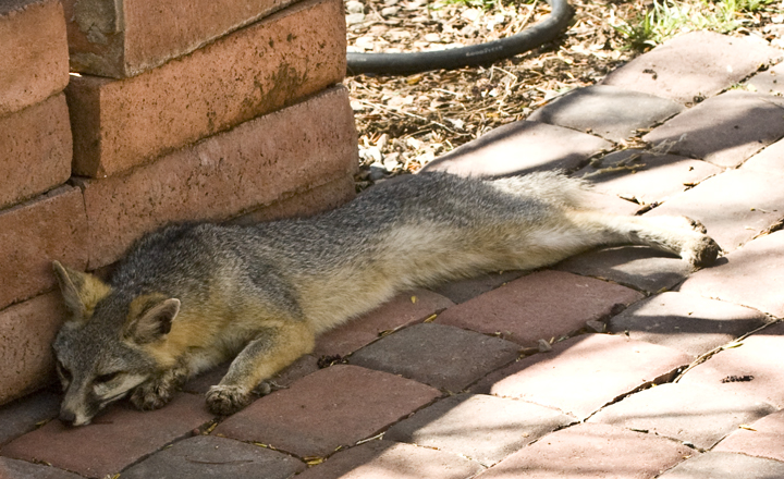 DSC_2988 desert fox resting by our front door en az.jpg