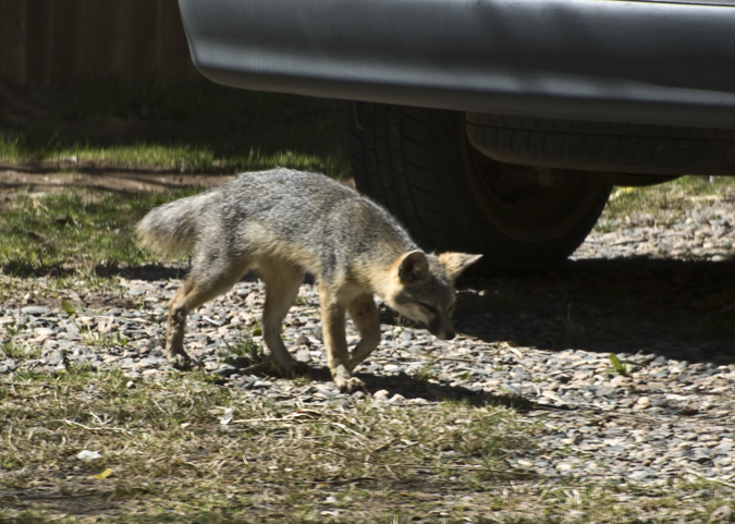 DSC_2957 a desert fox is small against a van en az.jpg