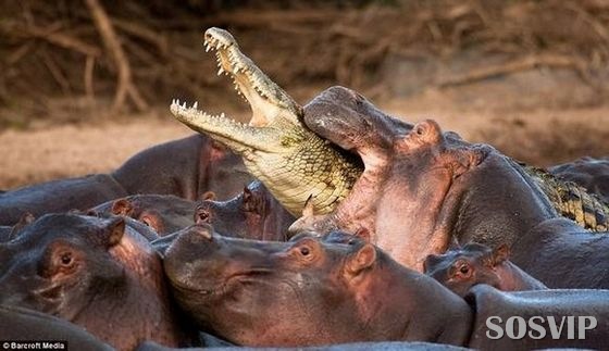 [hippo-attacked-the-crocodile Crocodilo atacado Hipopótamo.jpg (2)[6].jpg]