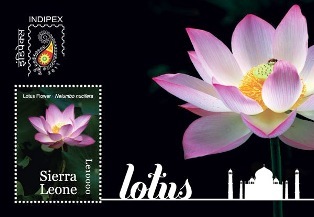 [lotus siera leone1[4].jpg]
