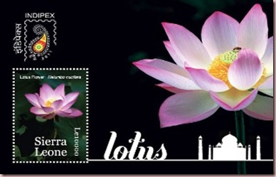 lotus siera leone1