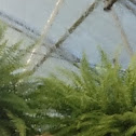 Horsetail fern