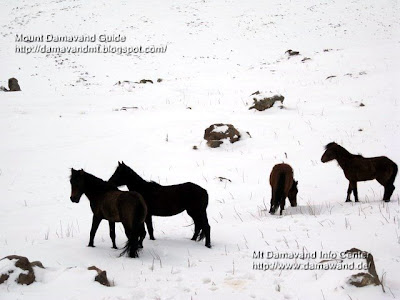 Wild life in Mt Damavand Winter, Polour Road to Damavand, Photo by Ardeshir Soltani