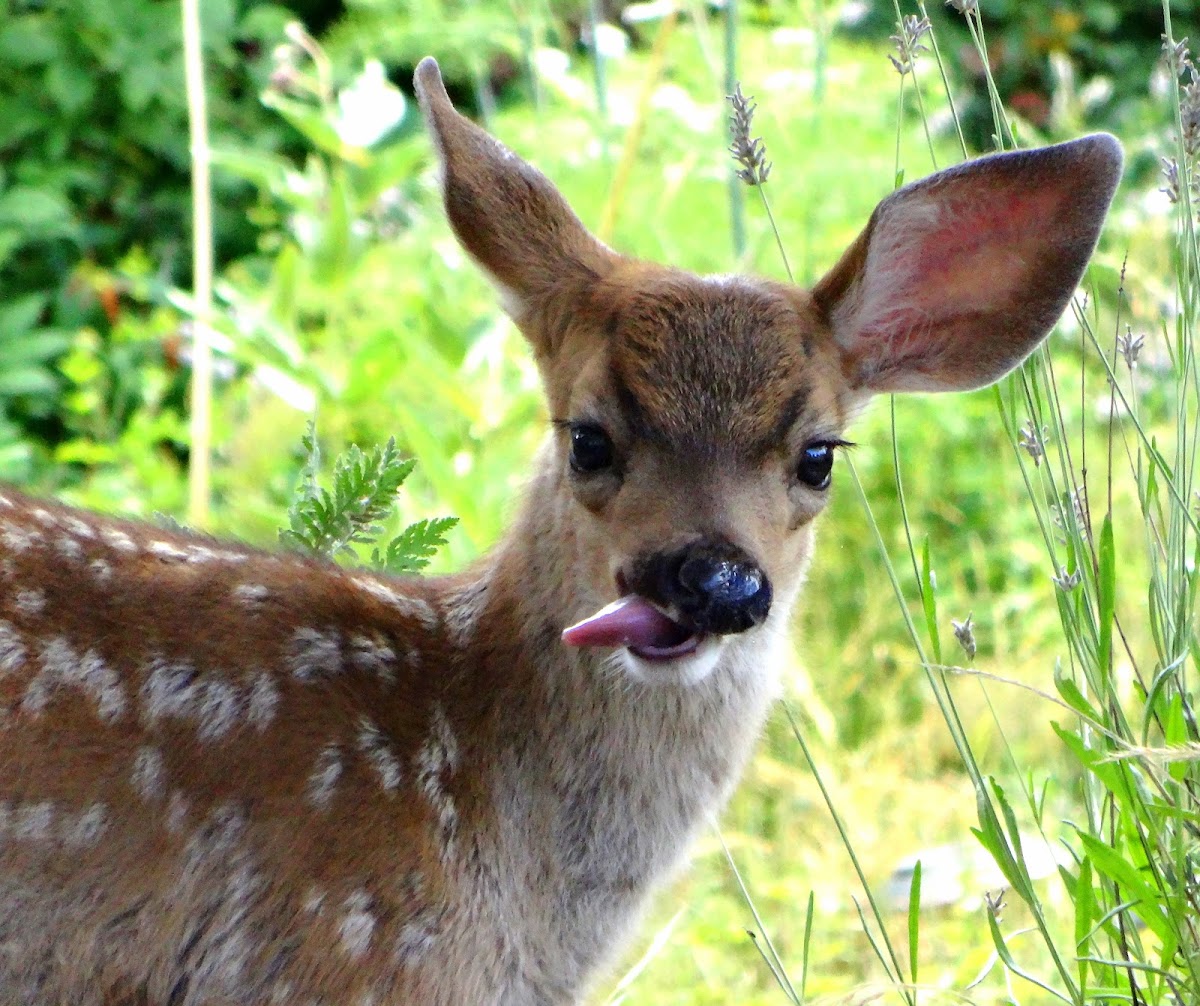 Black-tailed deer