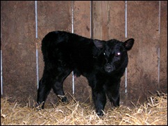 calf 1F01-3