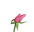 f50.png