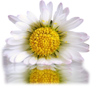 floruu.png