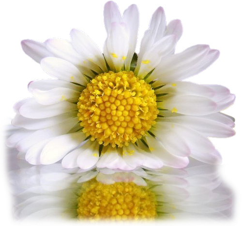 floruu.png