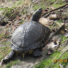 Yellow-bellied slider turtles