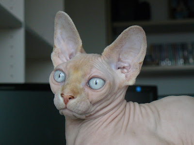 √70 ou plus chat sphynx bleu mink 108993-Chat sphynx bleu mink