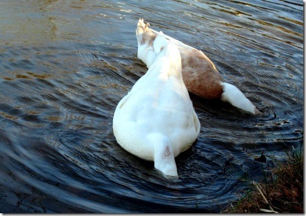 duck head under water