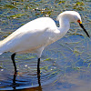 Snowy Egret