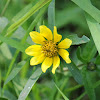 Bur marigold, Bearded beggarticks, Tickseed sunflowe