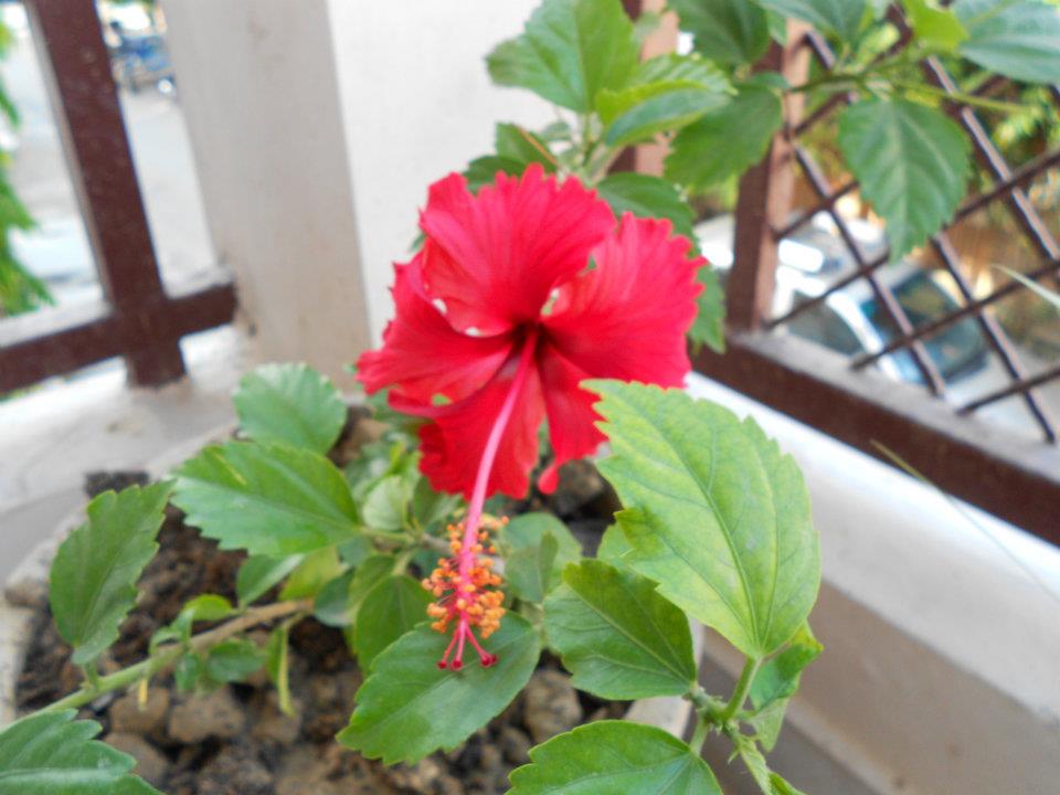 Red Hibiscus.!