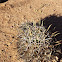 Pima pineapple cactus