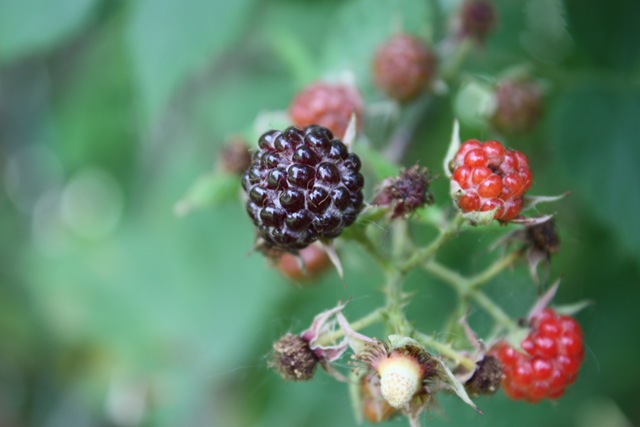 [berries22369.jpg]