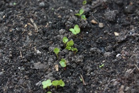 sprouting radishes