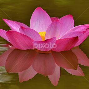 by Sandi Nopri yanto - Flowers Single Flower