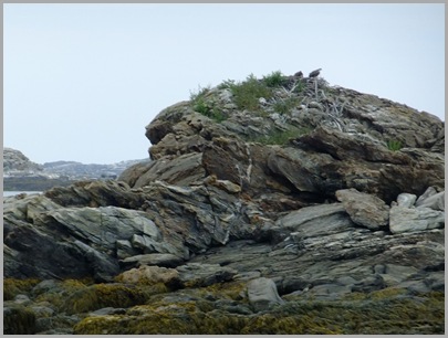 Osprey Nest on Ram Island