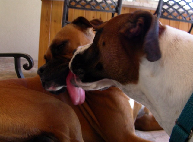 [The licking dog[2].jpg]
