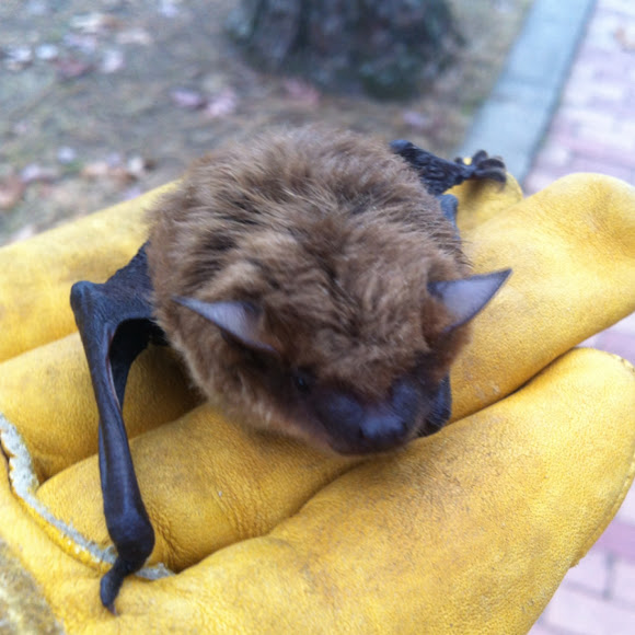 Big brown bat Project Noah