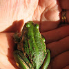 Green and Gold Frog