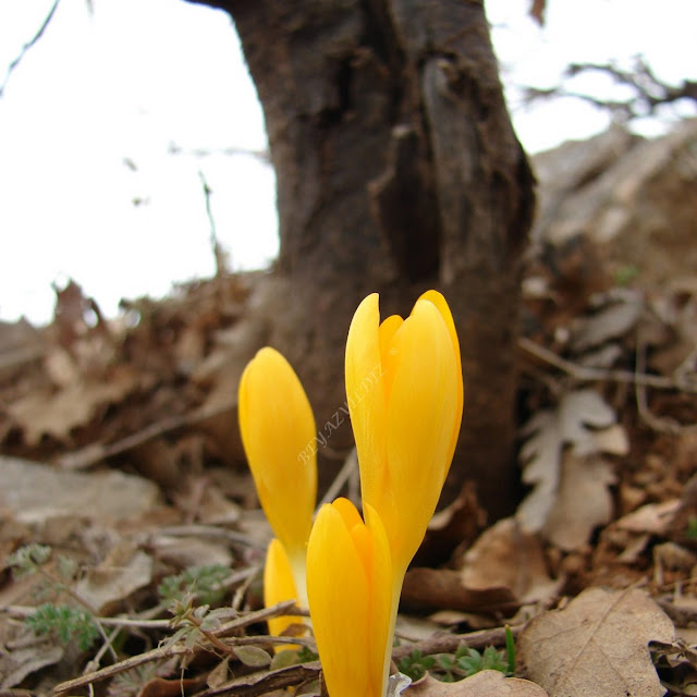 07/03/2009 dikilitaş yaylasına varma çabası