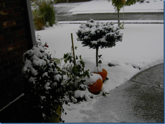 Snow on the Pumpkins 001