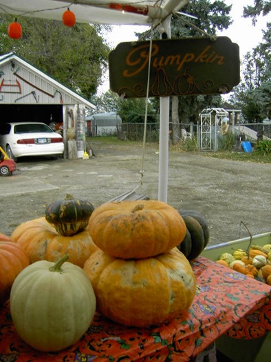 [Pumpkin Farm Oct 2009 025[6].jpg]