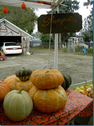 Pumpkin Farm Oct 2009 025